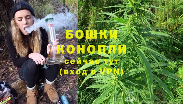 сатива Новокубанск